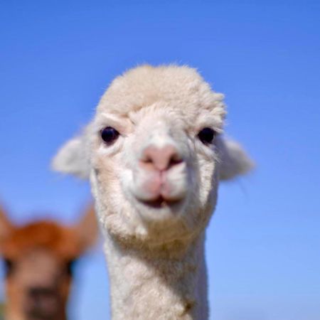 فندق ياسفي  Glenview Alpaca Farm المظهر الخارجي الصورة