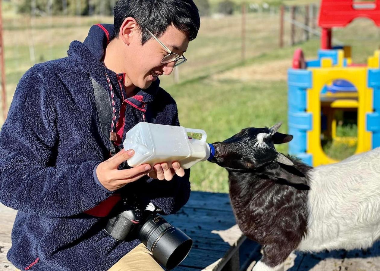 فندق ياسفي  Glenview Alpaca Farm المظهر الخارجي الصورة