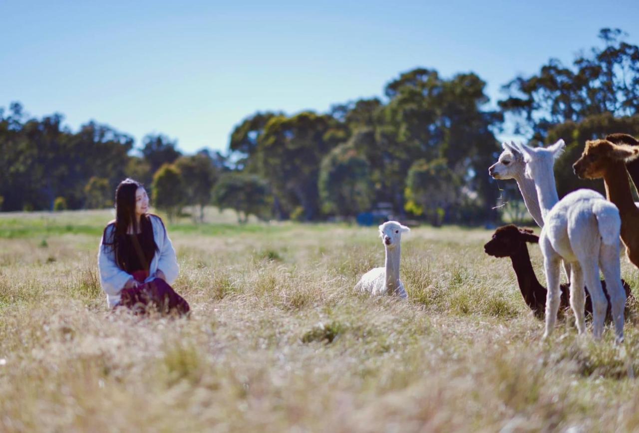 فندق ياسفي  Glenview Alpaca Farm المظهر الخارجي الصورة