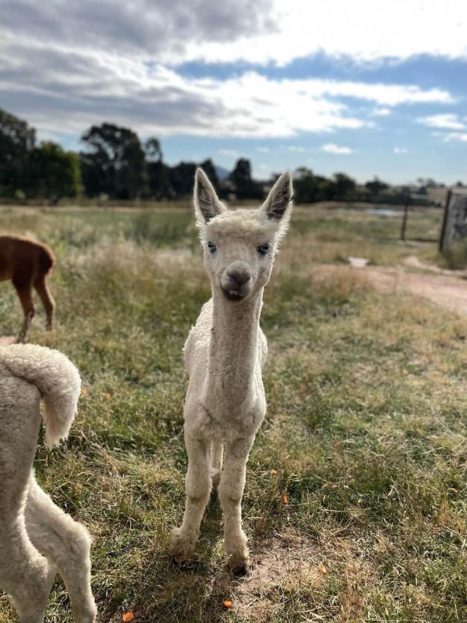 فندق ياسفي  Glenview Alpaca Farm المظهر الخارجي الصورة