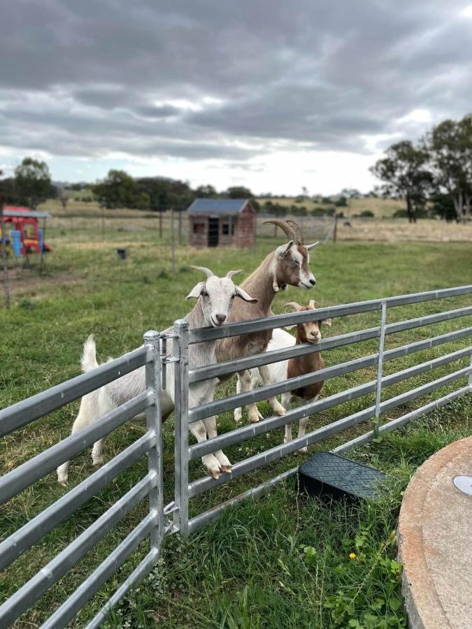 فندق ياسفي  Glenview Alpaca Farm المظهر الخارجي الصورة