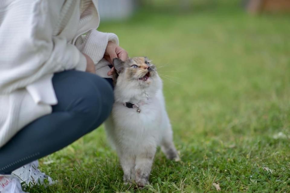 فندق ياسفي  Glenview Alpaca Farm المظهر الخارجي الصورة