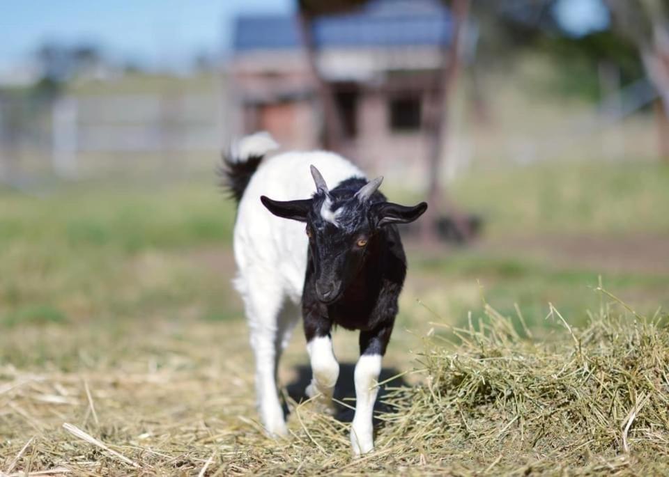 فندق ياسفي  Glenview Alpaca Farm المظهر الخارجي الصورة