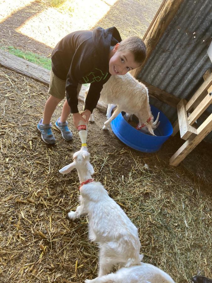 فندق ياسفي  Glenview Alpaca Farm المظهر الخارجي الصورة