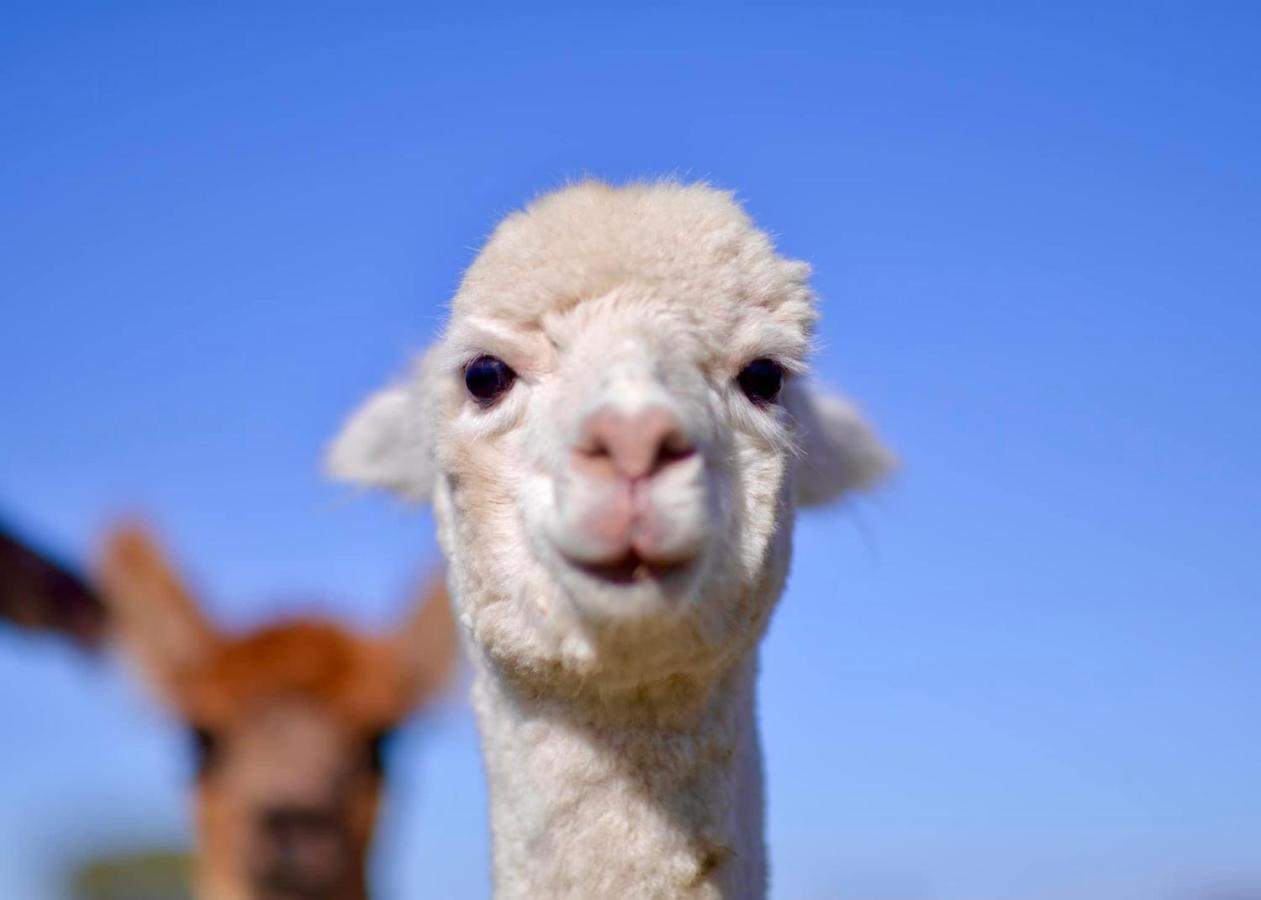 فندق ياسفي  Glenview Alpaca Farm المظهر الخارجي الصورة