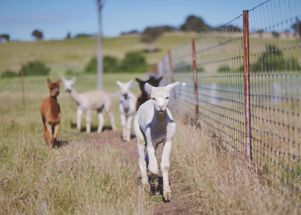 فندق ياسفي  Glenview Alpaca Farm المظهر الخارجي الصورة