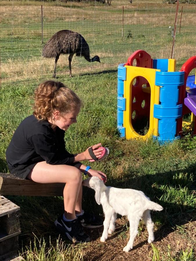 فندق ياسفي  Glenview Alpaca Farm المظهر الخارجي الصورة