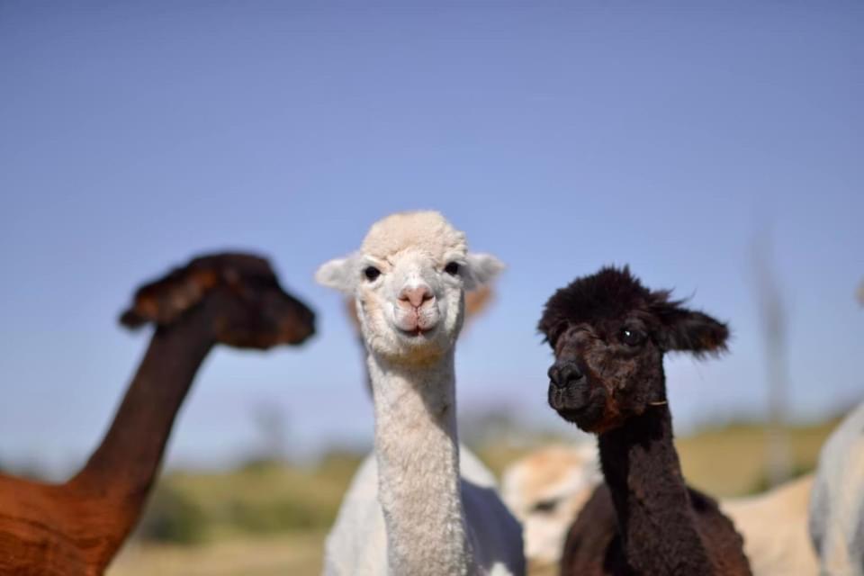 فندق ياسفي  Glenview Alpaca Farm المظهر الخارجي الصورة