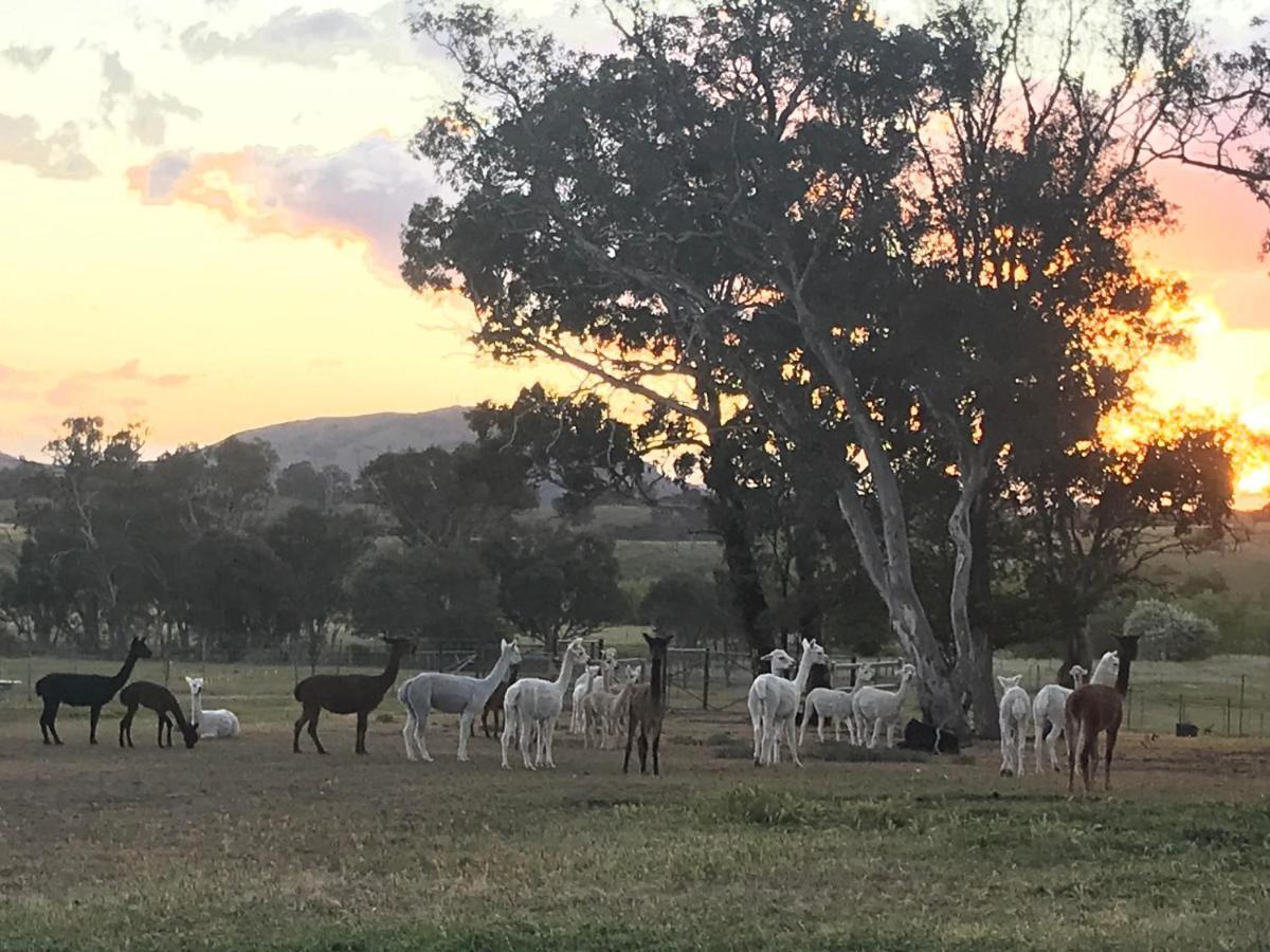 فندق ياسفي  Glenview Alpaca Farm المظهر الخارجي الصورة