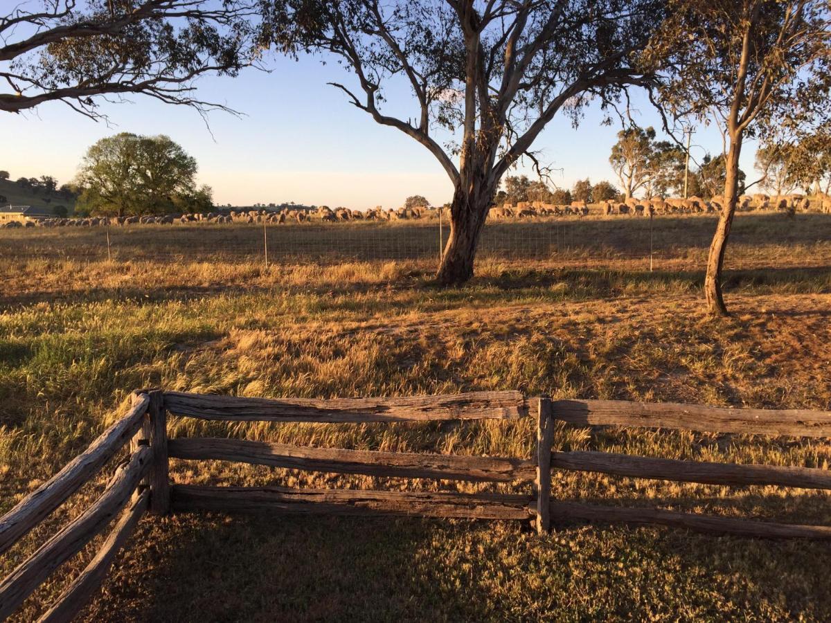 فندق ياسفي  Glenview Alpaca Farm المظهر الخارجي الصورة