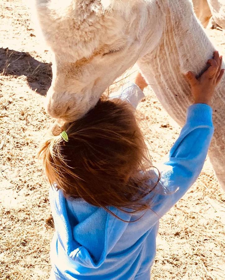 فندق ياسفي  Glenview Alpaca Farm المظهر الخارجي الصورة